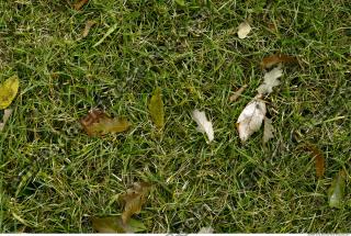 Photo Texture of Grass