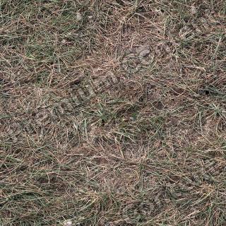 Seamless Grass