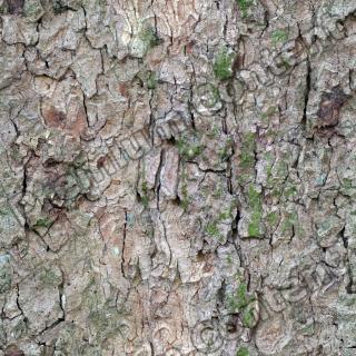 Seamless Bark