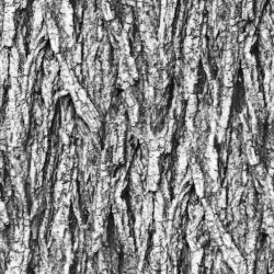 Seamless Bark