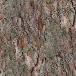 Seamless Tree Bark