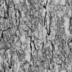 Seamless Bark