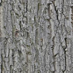 Seamless Bark