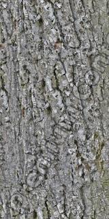 Seamless Bark 0001