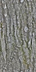 Seamless Bark