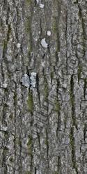 Seamless Bark