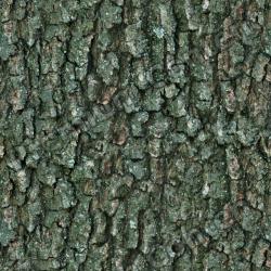 Seamless Bark