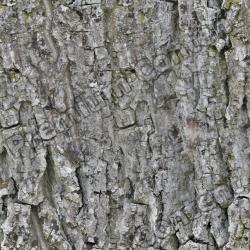 Seamless Bark