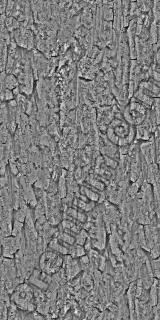 Seamless Bark 0002