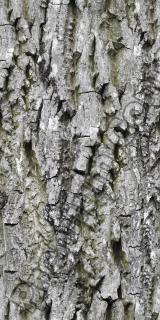 Seamless Bark 0001