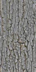 Seamless Bark