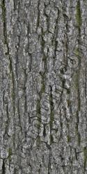 Seamless Bark