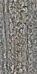 Seamless Bark