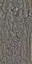 Seamless Bark