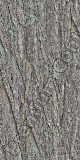 Seamless Bark 0001