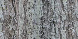 Seamless Bark