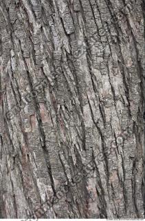 Trees Bark 0001