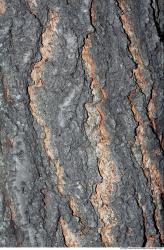 Tree Bark