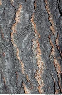 Trees Bark 0002