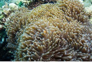 Inspiration Coral 0008