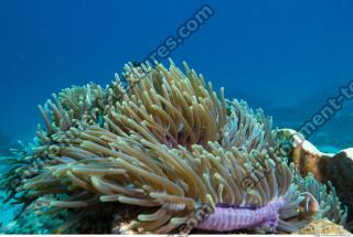 Inspiration Coral 0001