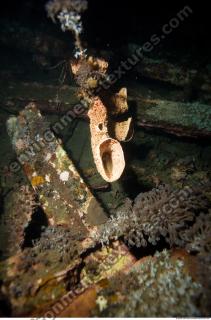 Inspiration Coral 0001