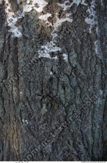 Trees Bark