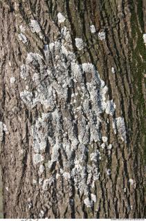 Trees Bark 0007