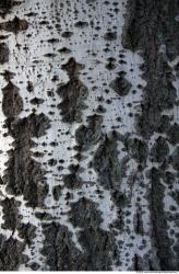 Tree Bark