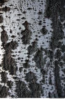 Trees Bark 0004