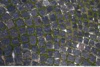 Photo Texture of Overgrown Floor