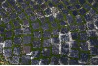 Photo Texture of Overgrown Floor