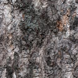 Seamless Bark