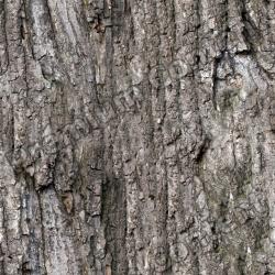 Seamless Bark