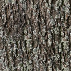 Seamless Bark