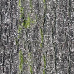 Seamless Bark