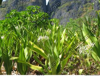 Plant Fields 0006