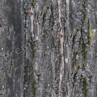 Seamless Bark