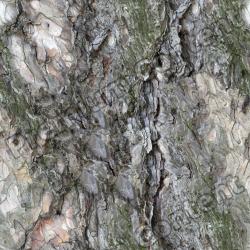 Seamless Bark