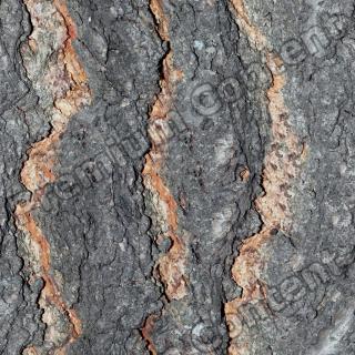 Seamless Bark 0001