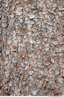 Trees Bark 0007