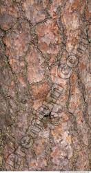 Tree Bark