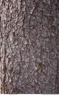 Trees Bark 0035