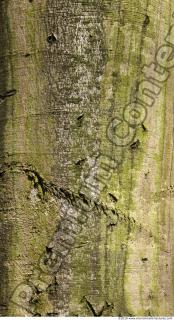 Trees Bark 0028