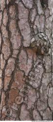 Tree Bark