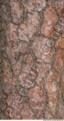 Tree Bark