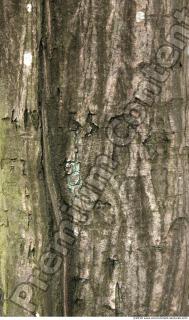 Trees Bark 0046