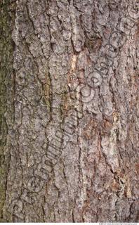 Trees Bark 0036