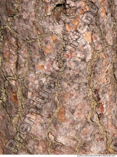 Trees Bark 0060