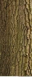 Trees Bark